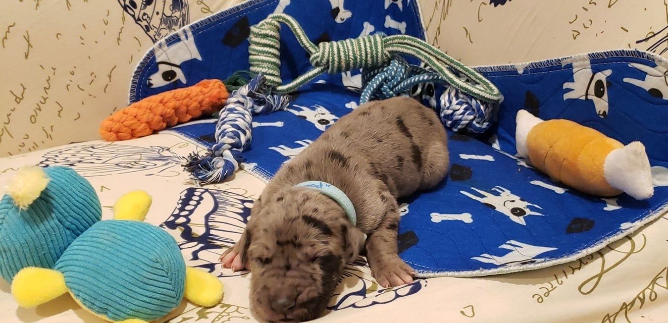 Small brown dog resting on a blue blanket among stuffed toys and a carrot chew on a couch