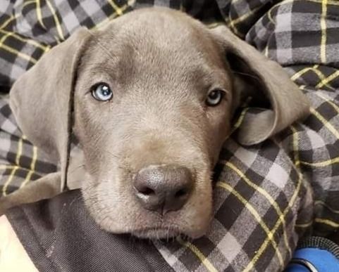 Gray puppy resting on a plaid blanket, looking at the camera with one blue eye and one brown eye
