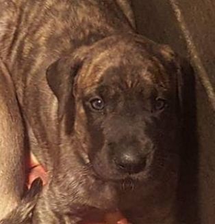 Brindle puppy with a dark muzzle looking at the camera indoors