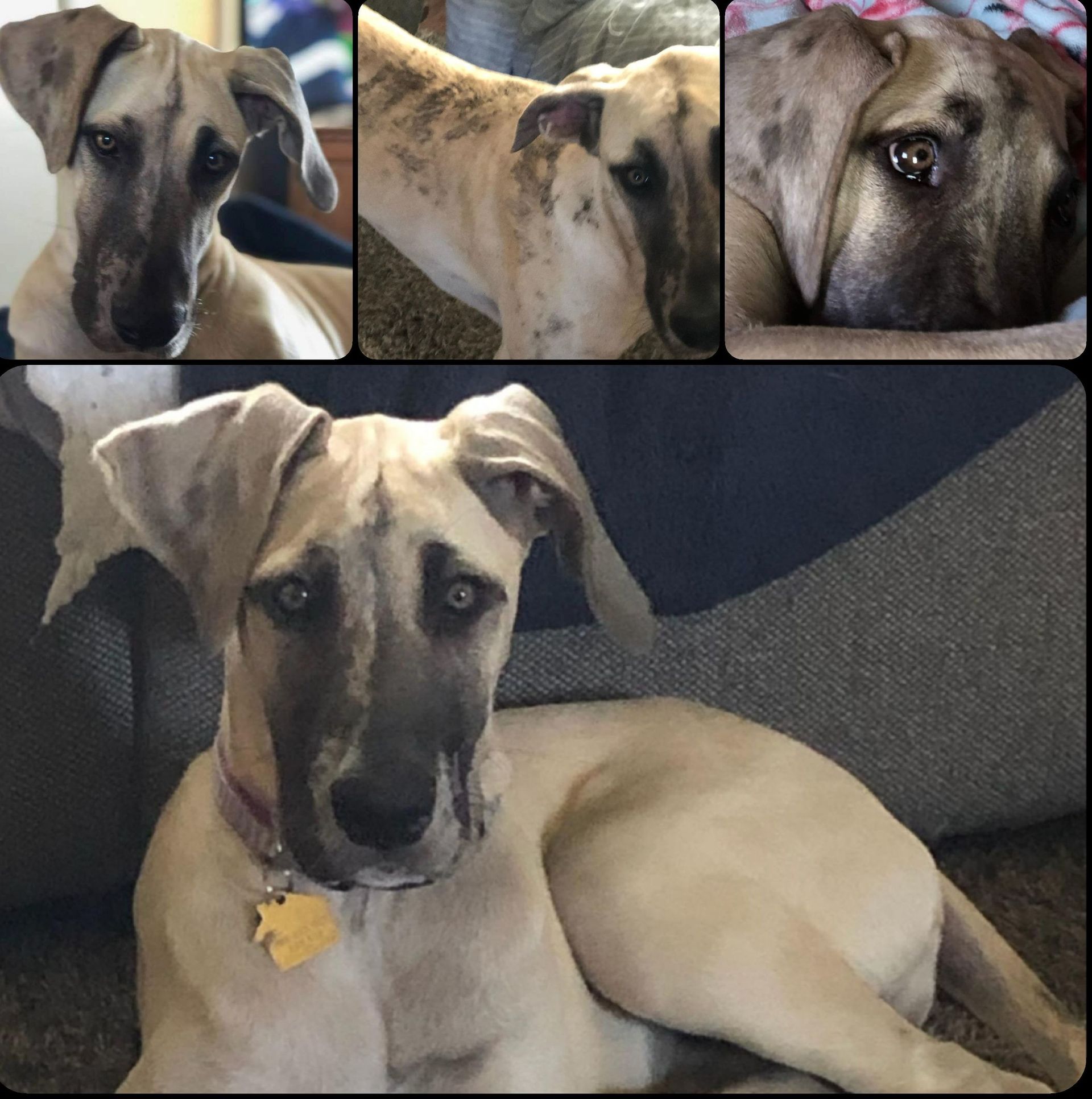 Tan dog lying on a couch, with three close-up photos of the same dog above it