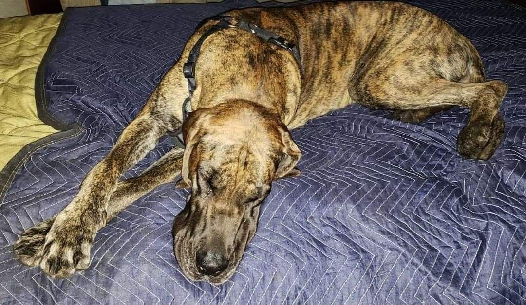 Brindle dog sleeping stretched out on a dark blue blanket