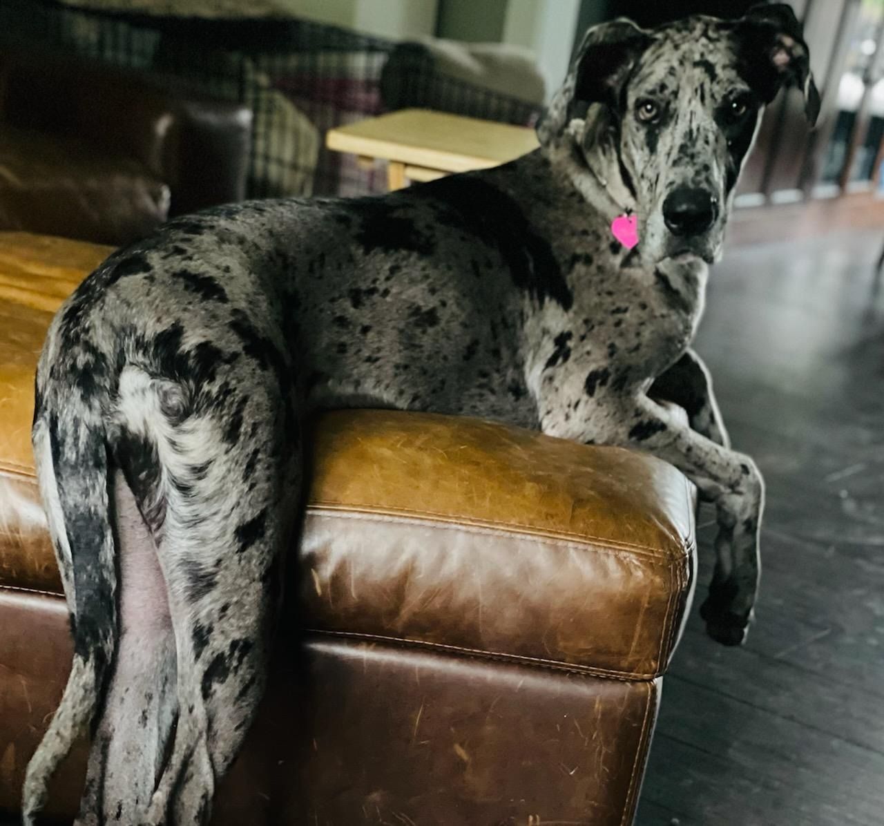 Merle Great Dane lounging on a brown leather ottoman in a living room