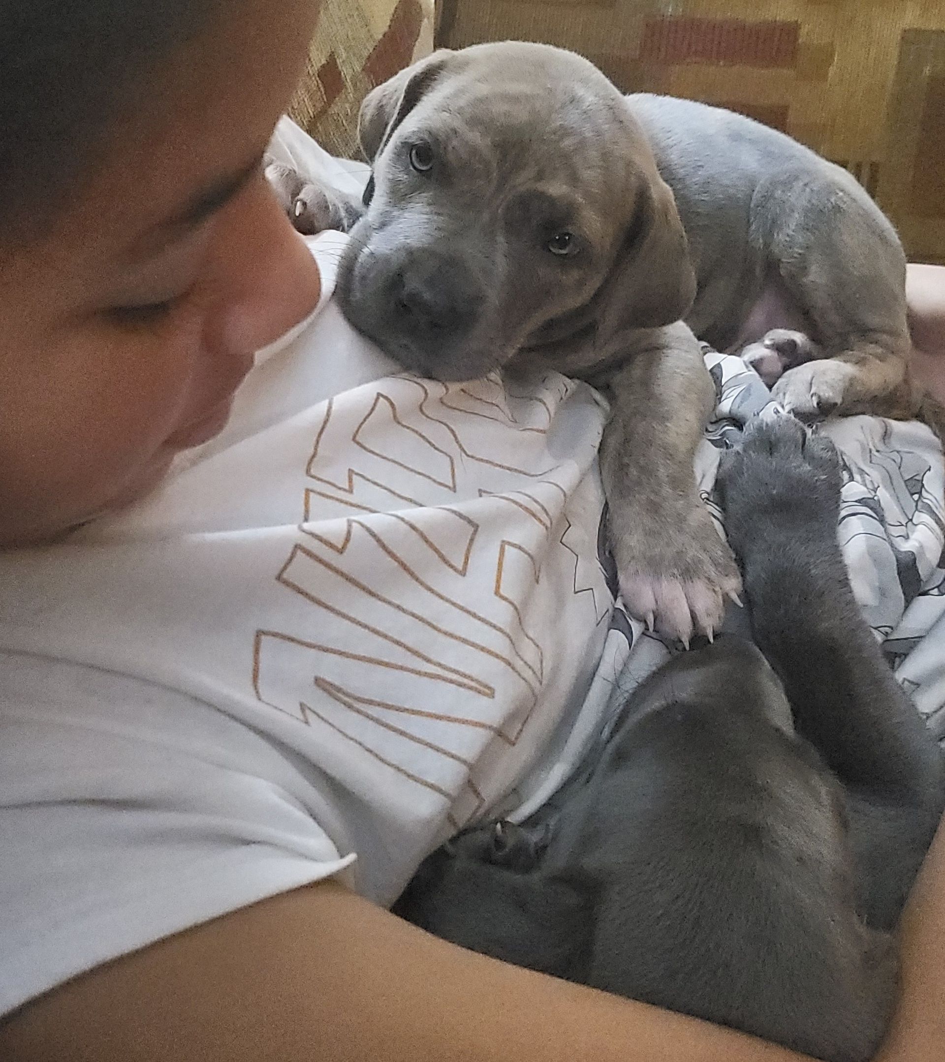 Child cuddling a gray puppy lying on their chest, both resting indoors on a couch.
