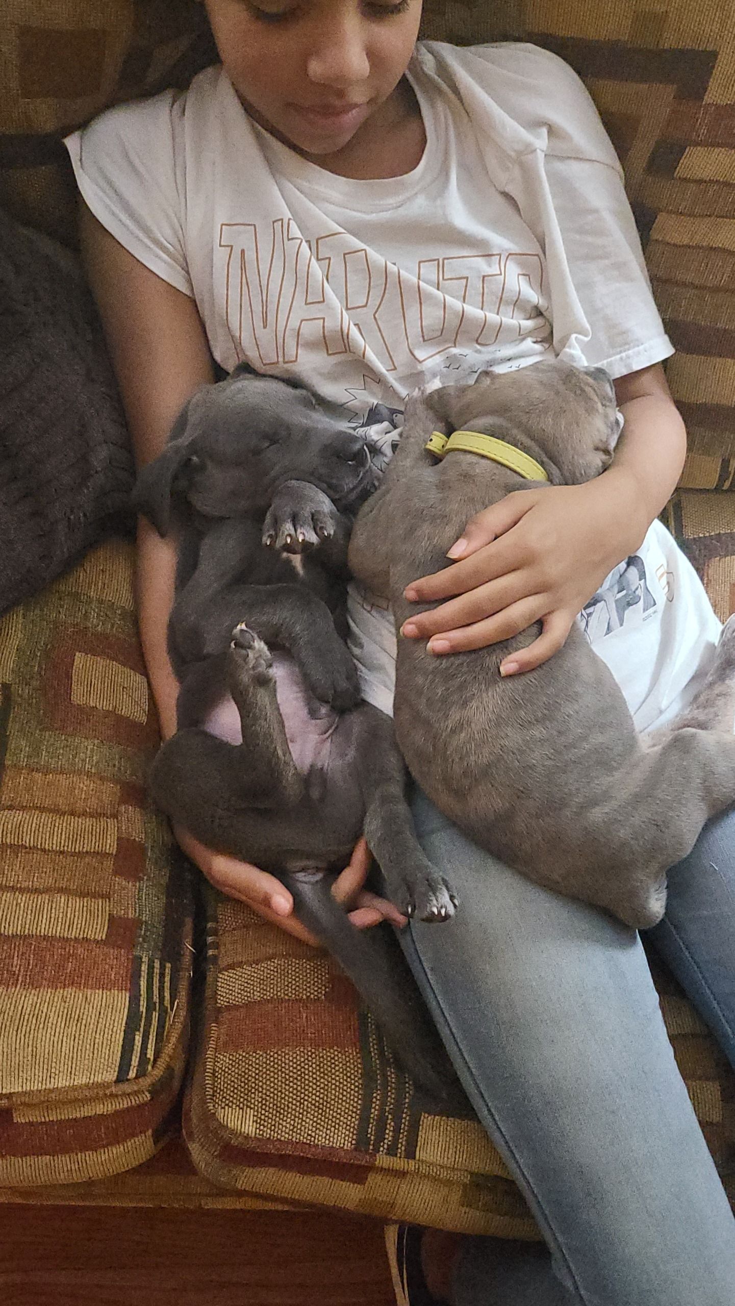 Person holding two small puppies on a couch, one gray and one black with a pink belly.