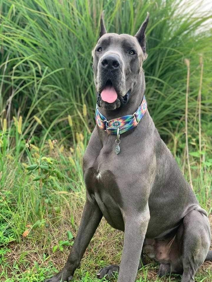 Gray Great Dane sitting in tall grass, wearing a colorful collar and panting with tongue out