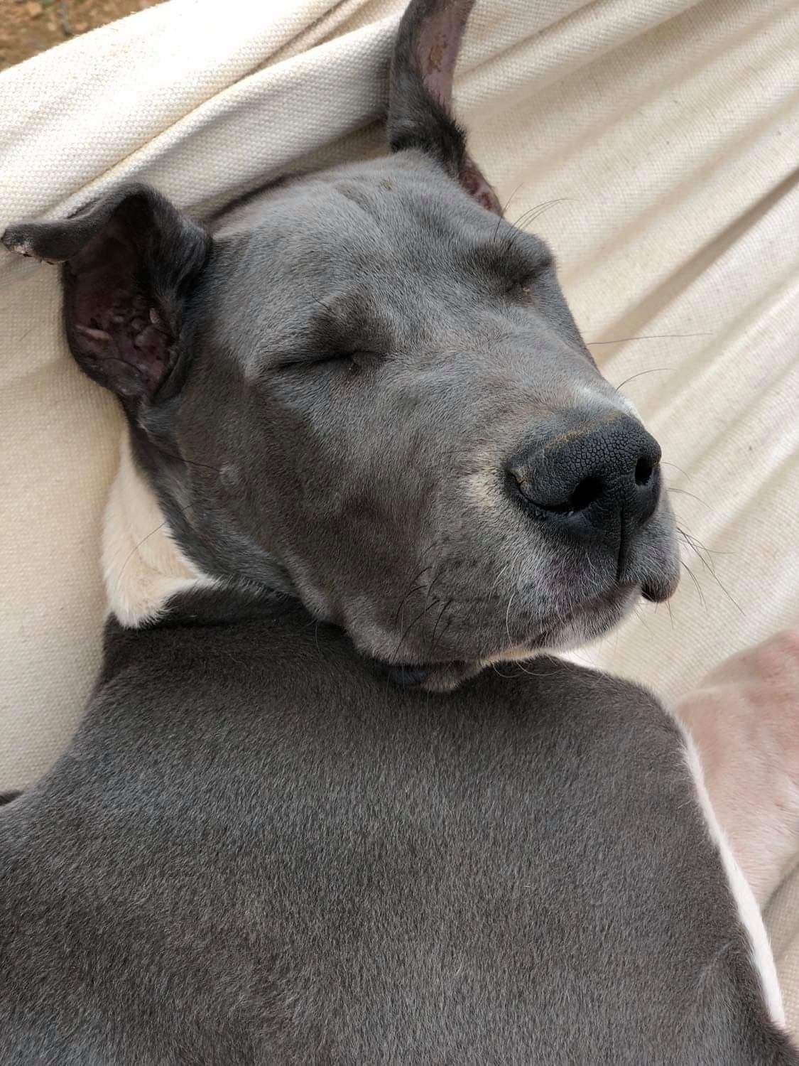 Sleeping gray dog under a cream blanket, eyes closed and relaxed.