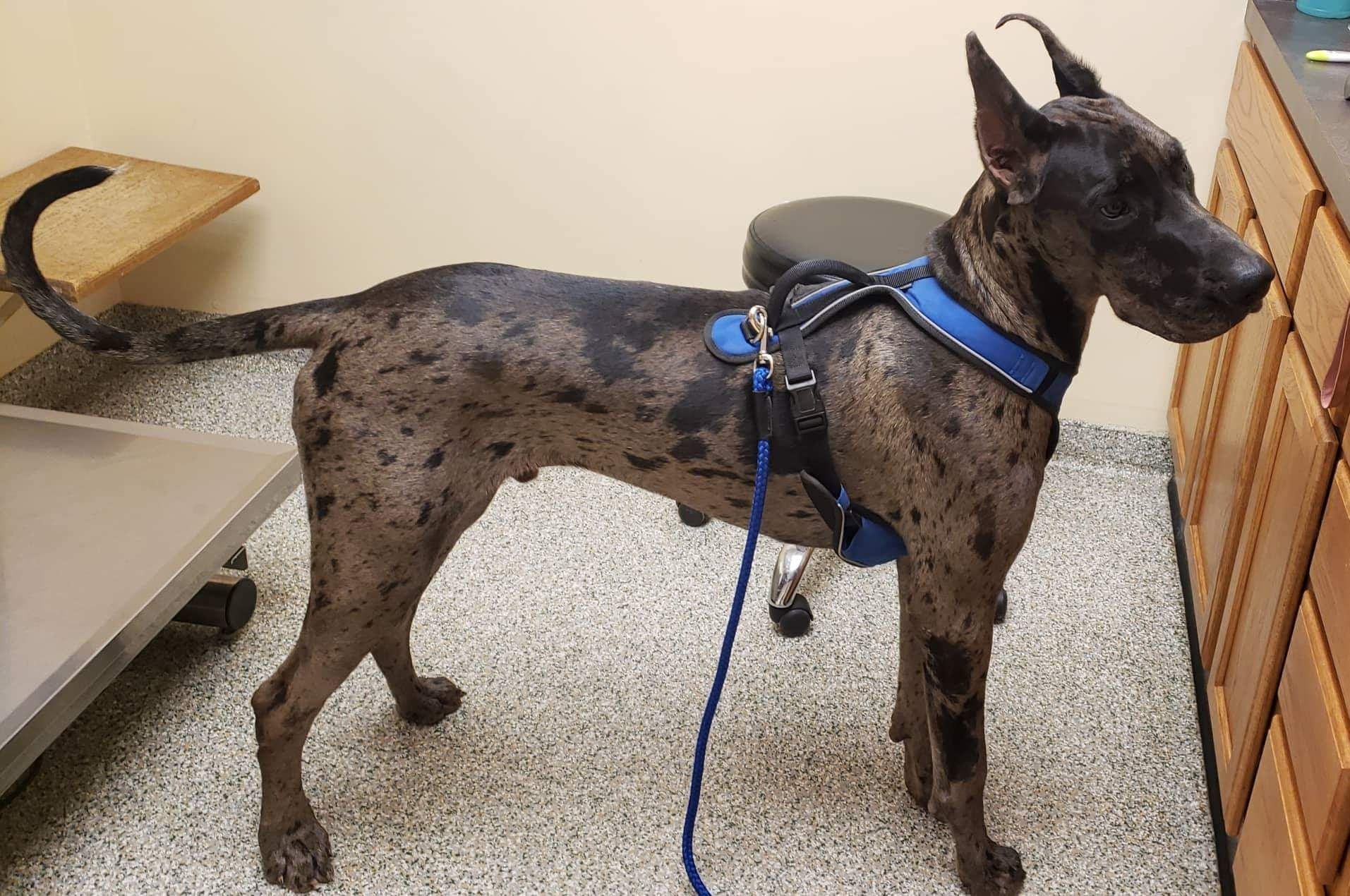 Great Dane standing in a kennel, wearing a blue harness and leash, looking to the right.