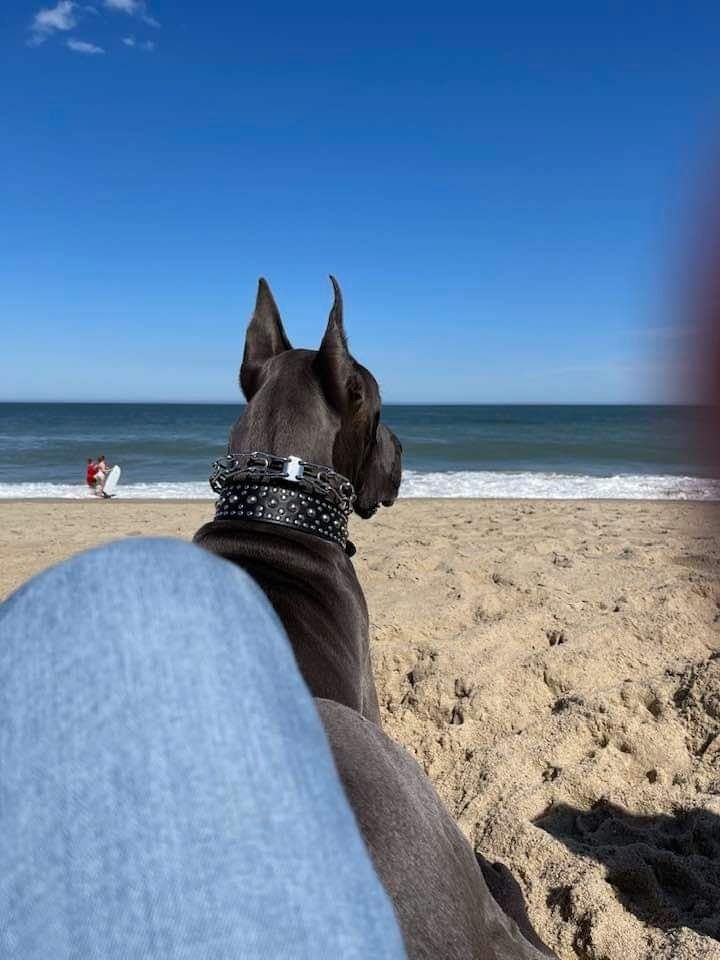 Dog at the beach, seen from behind beside a person’s knee, facing the ocean under a clear blue sky.