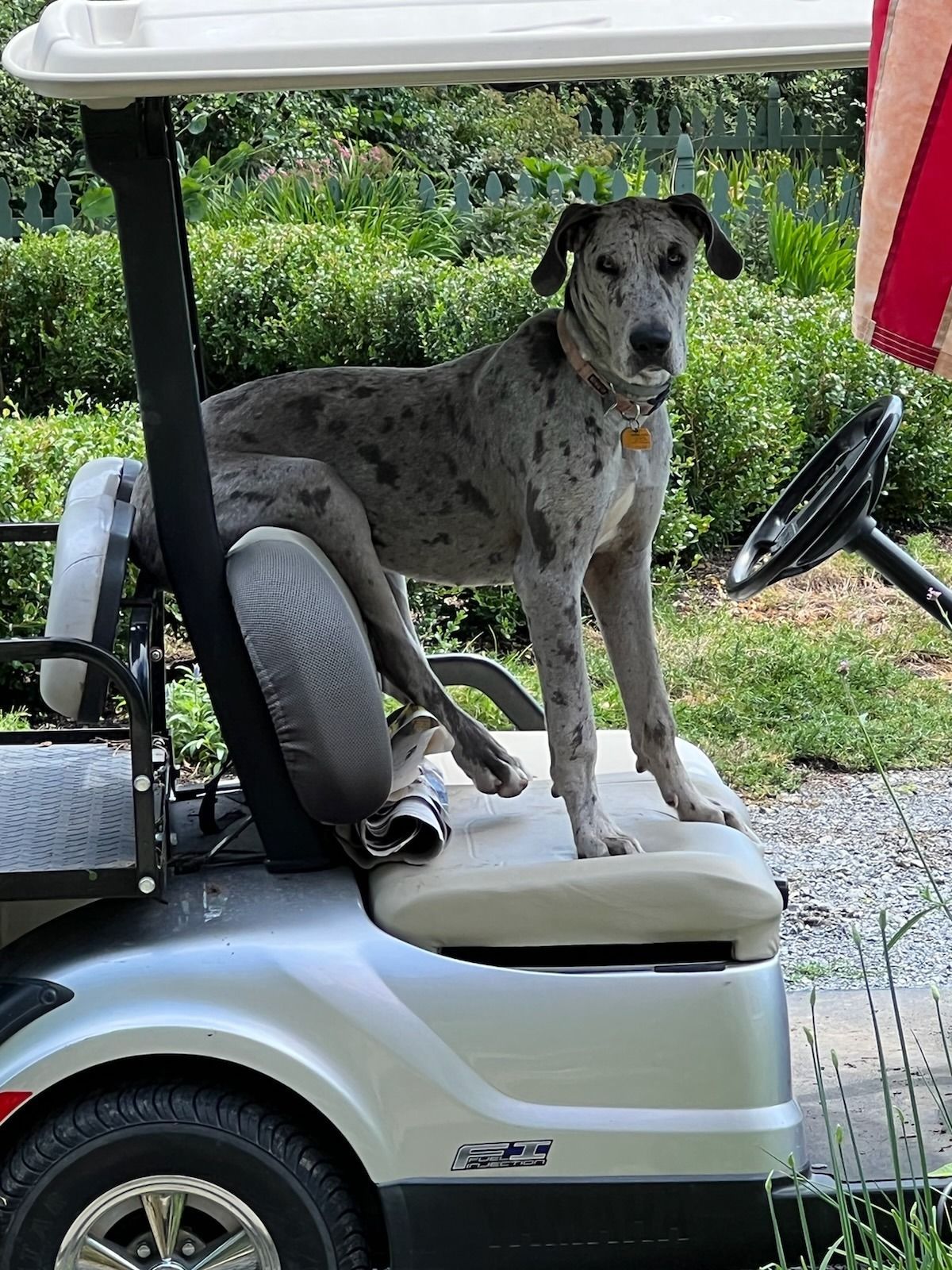 Speckled gray dog standing on a golf cart seat outdoors beside a grassy path