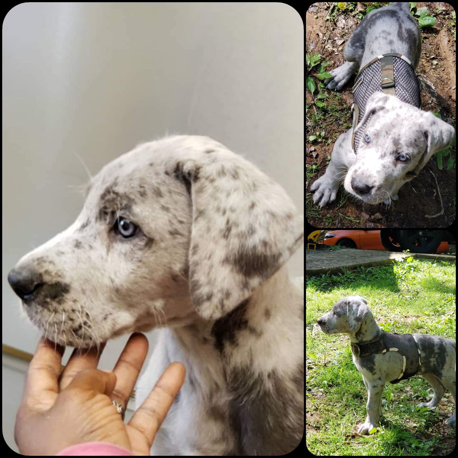 Merle Great Dane puppy with blue eyes, shown in close-up and two outdoor photos, standing and lying on grass