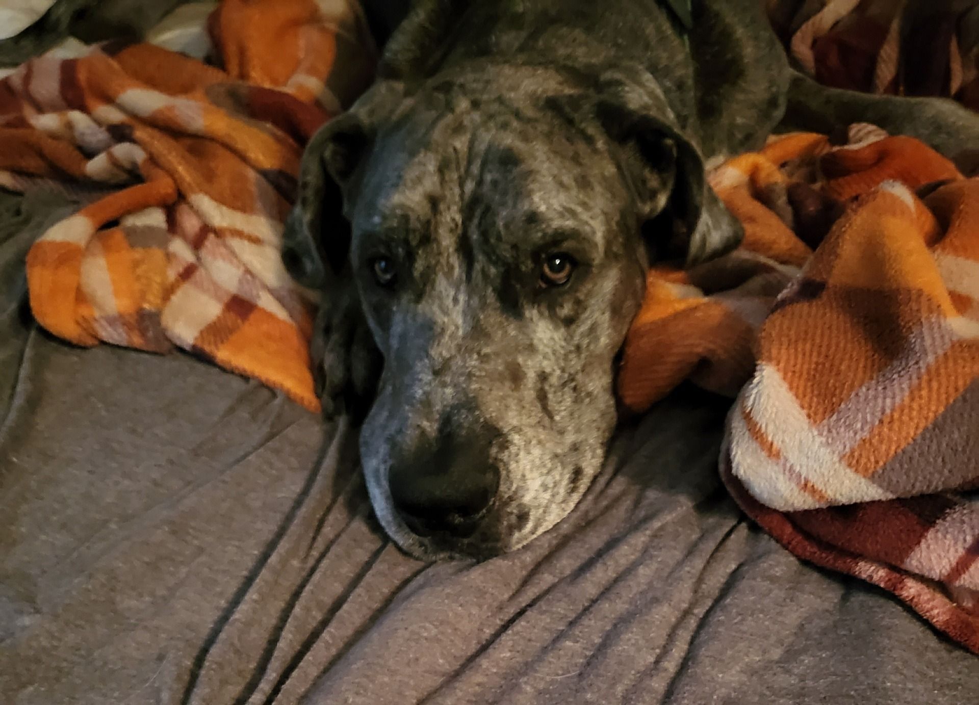 Brindle dog resting on a bed with an orange plaid blanket