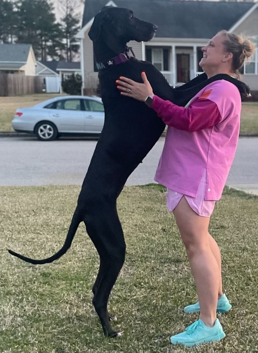 Black dog stands upright on hind legs, facing a woman in a pink hoodie and shorts outdoors.