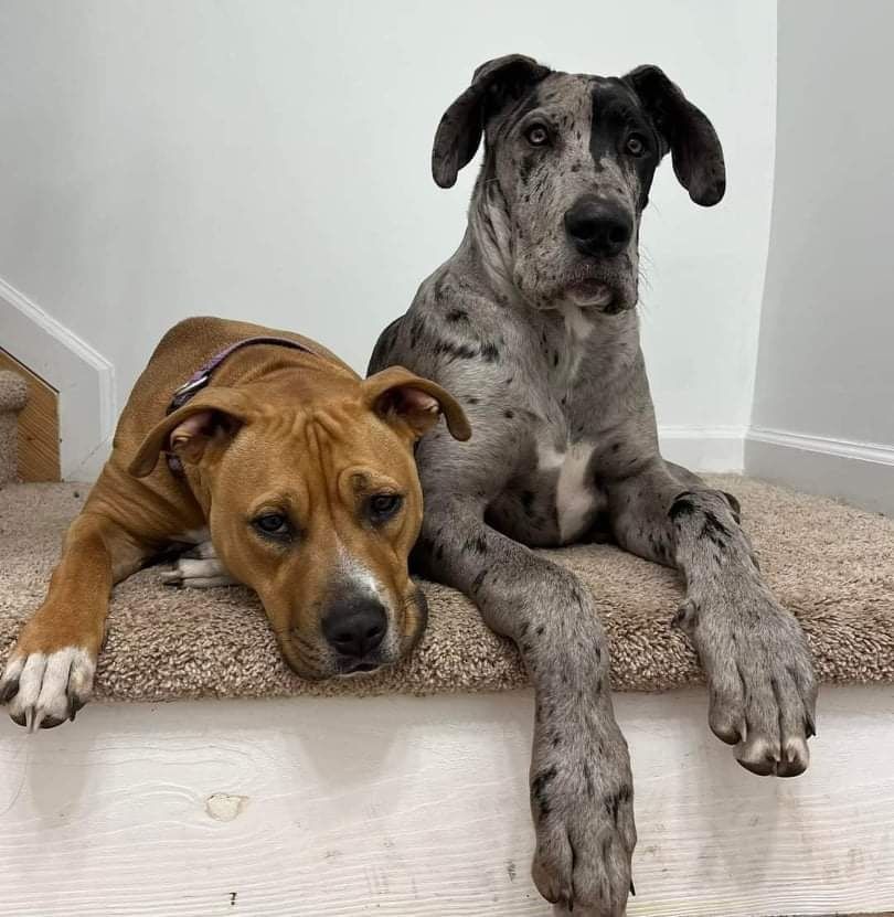 Two dogs resting on carpeted stairs, one tan and one speckled gray, looking at the camera.