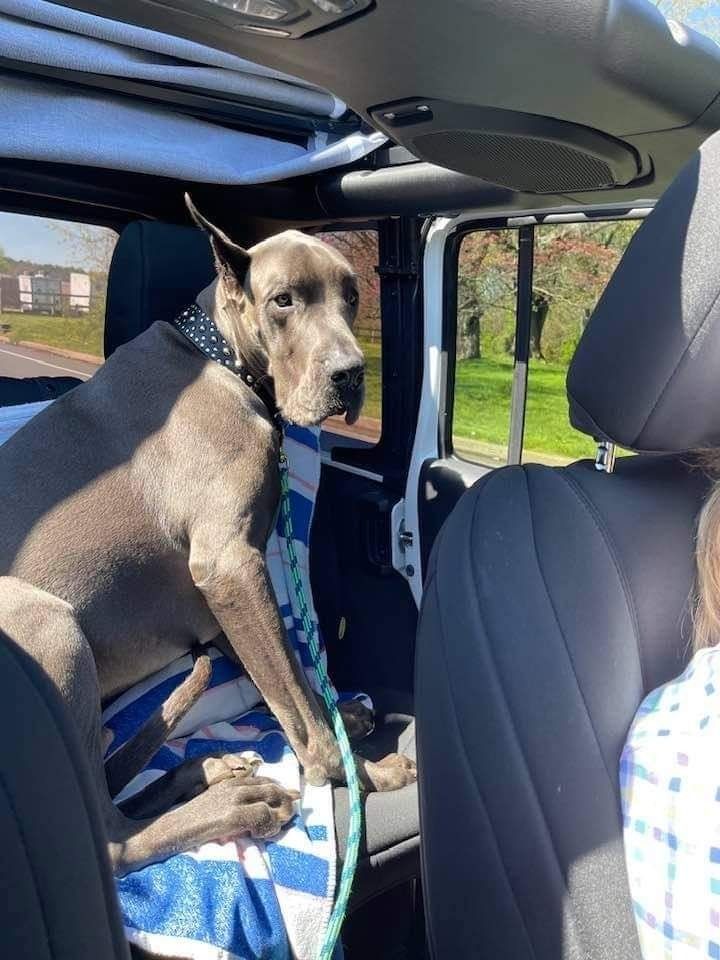 Dog standing in a car’s back seat, looking out the side window