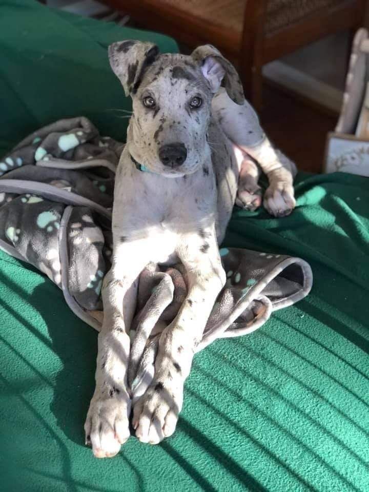 Spotted puppy toy sitting on a green blanket with a gray paw-print cloth beside it