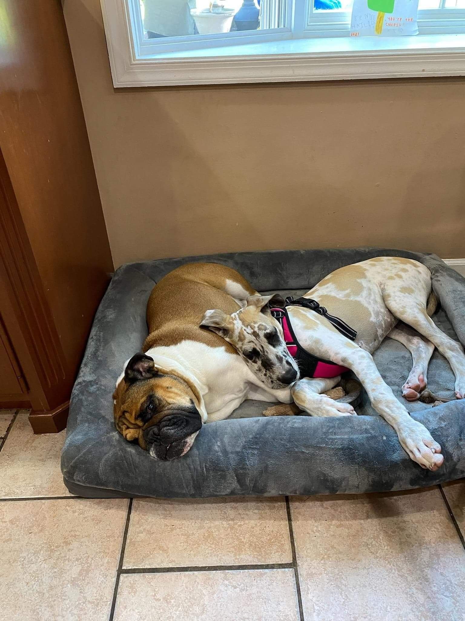 Dog sleeping on a gray bed by a window, wearing a harness.