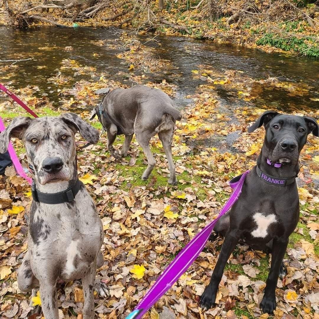 Three dogs on purple leashes by a creek covered in autumn leaves.