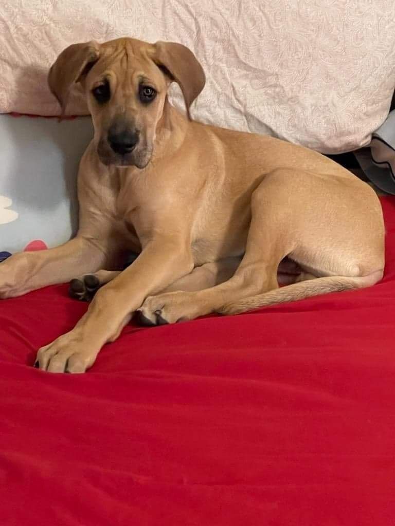 Tan dog lying on a red blanket, looking at the camera with a soft expression.