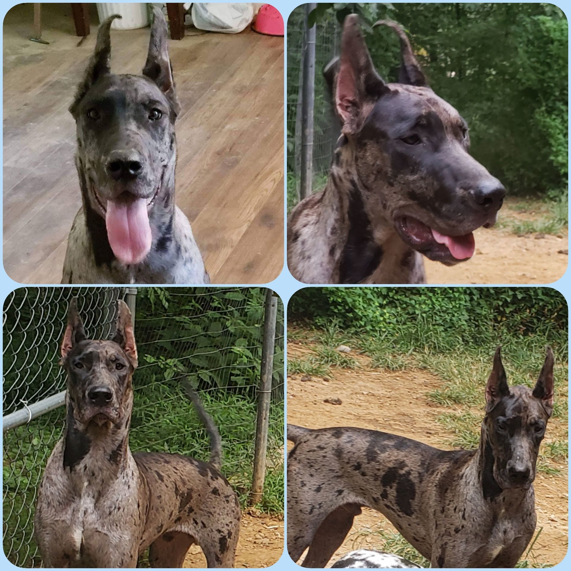 Collage of a brindle Great Dane outdoors, standing and panting near a wooded yard and fence.