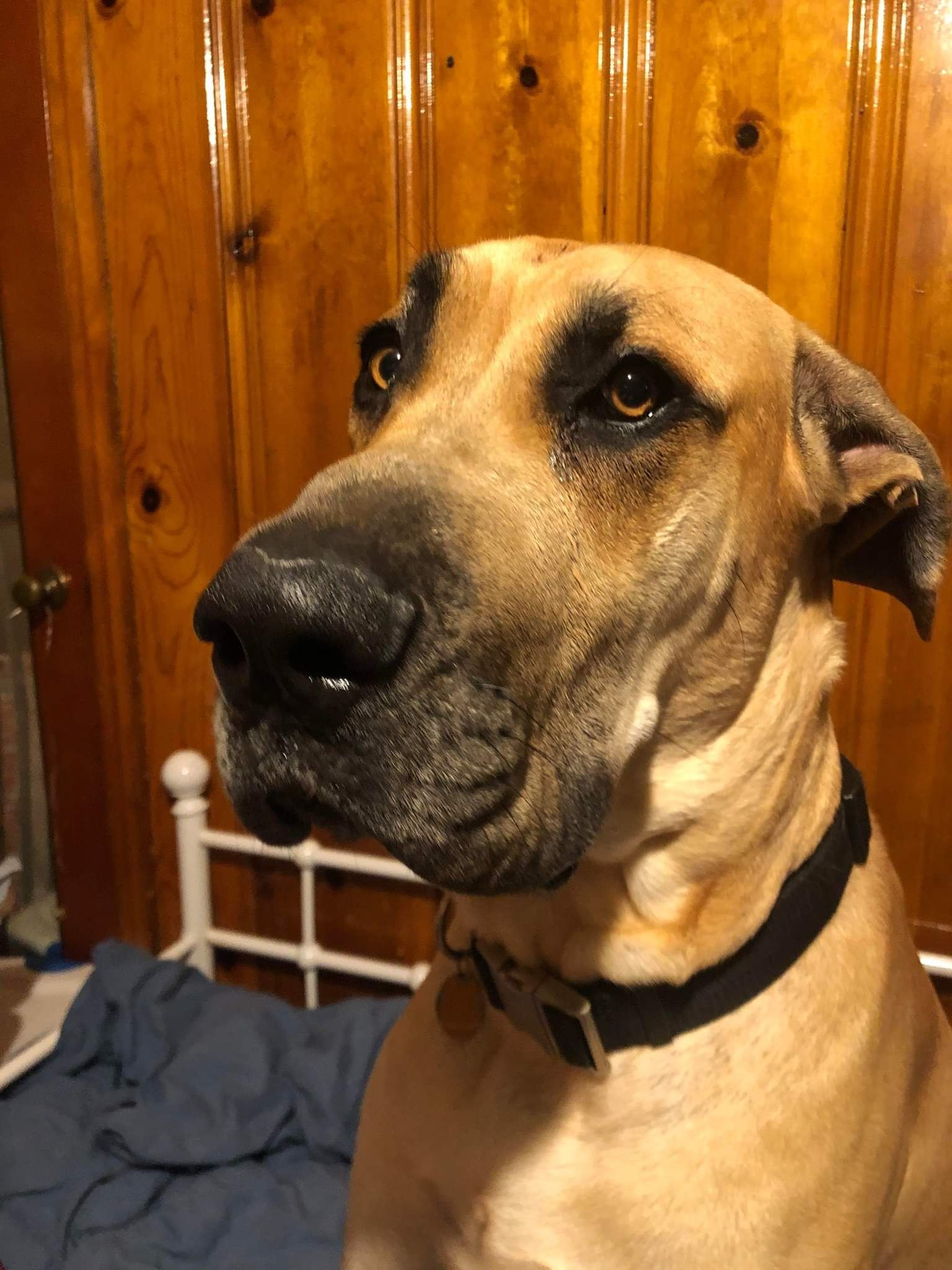 Tan dog with black muzzle sitting indoors against a wood-paneled wall and looking up.
