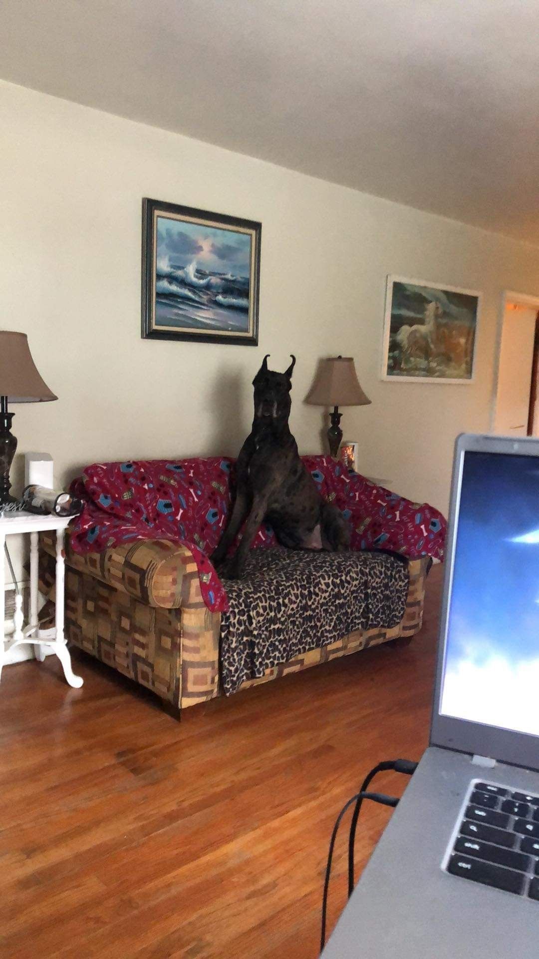Black dog sitting on a couch in a living room with hardwood floors and framed wall art.