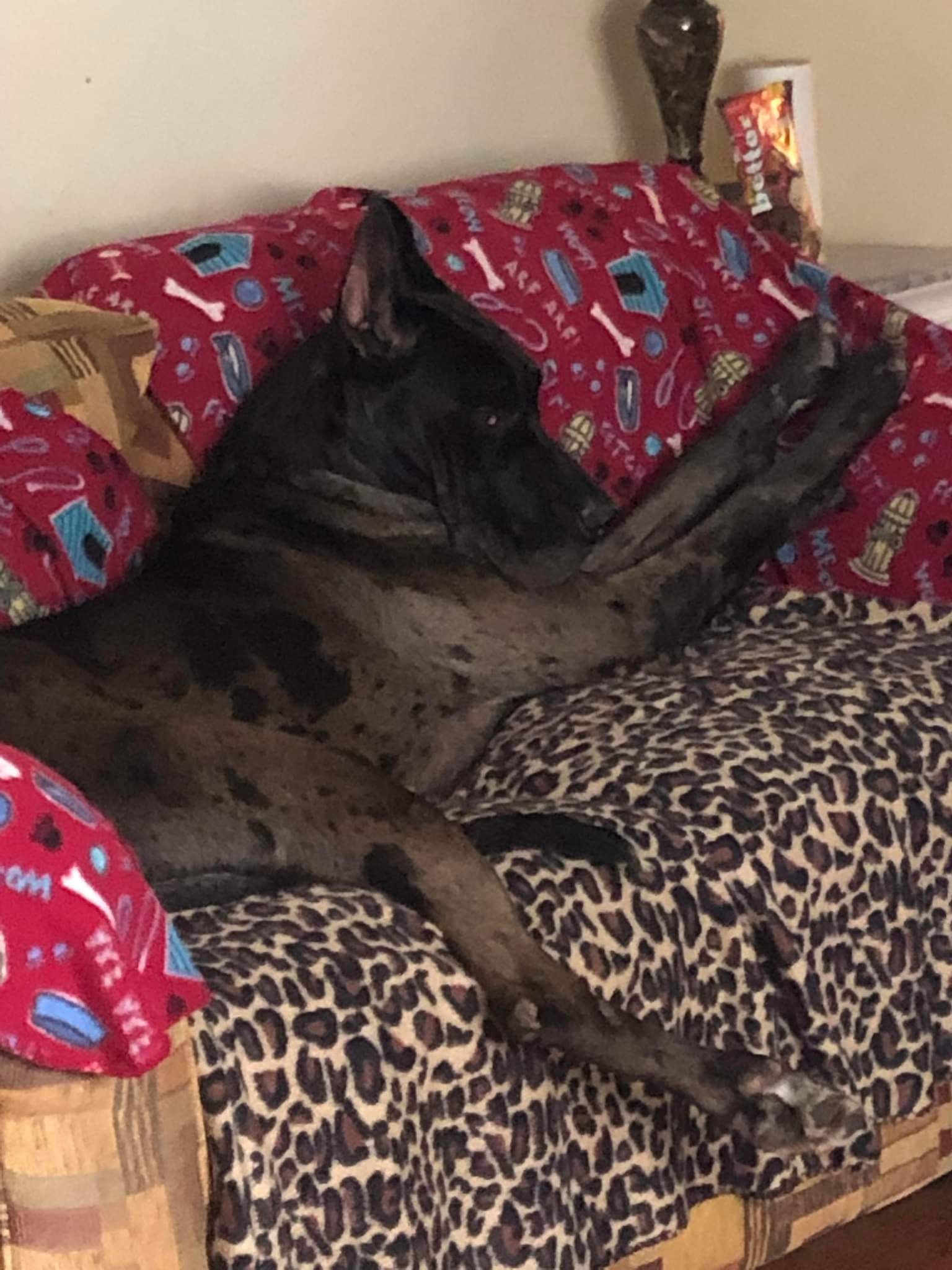 Black dog resting on a leopard-print cushion beside a red patterned pillow.