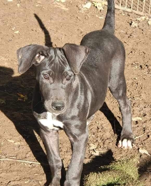 Black puppy with white chest standing outdoors on dirt, looking at the camera.