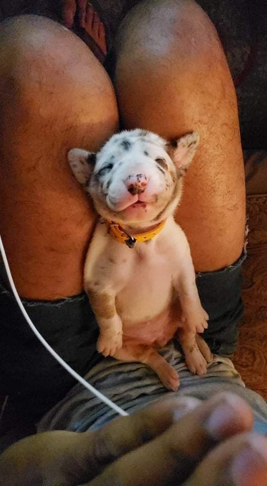 Small spotted puppy sitting between a person’s legs, wearing a yellow collar and looking up with its tongue out.