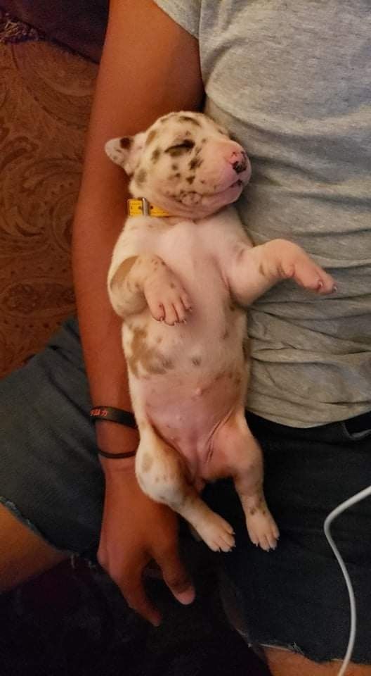 Small white puppy with brown spots lying belly-up in someone’s arms, wearing a yellow collar.