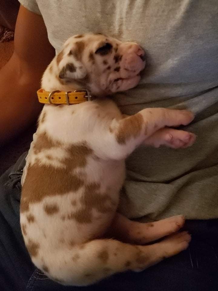 Small brown-and-white puppy sleeping on a person’s lap, wearing a yellow collar