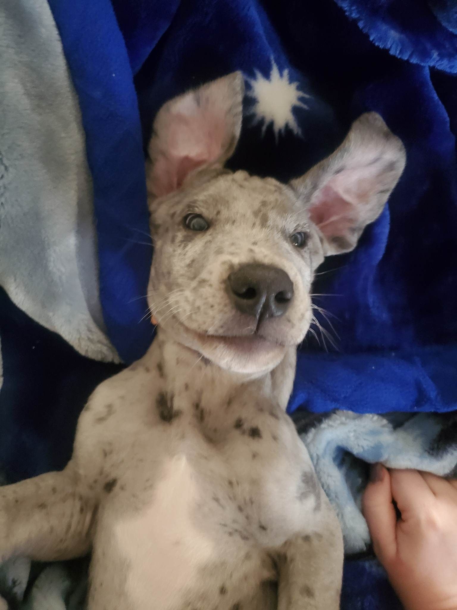 Spotted puppy with large ears лежing on a blue blanket, looking up with tongue out.