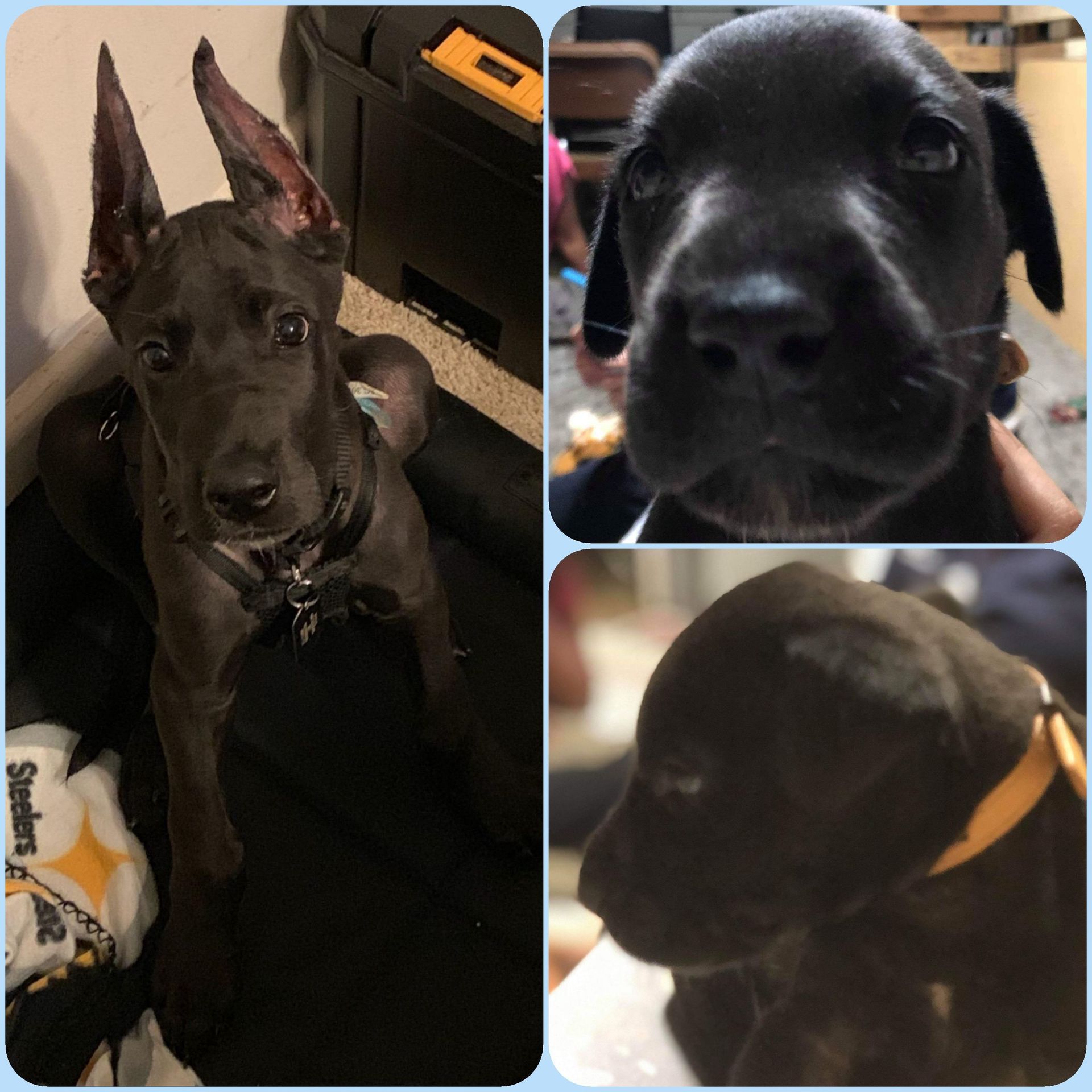 Collage of a black puppy: sitting, close-up nose, and side profile with a yellow collar.