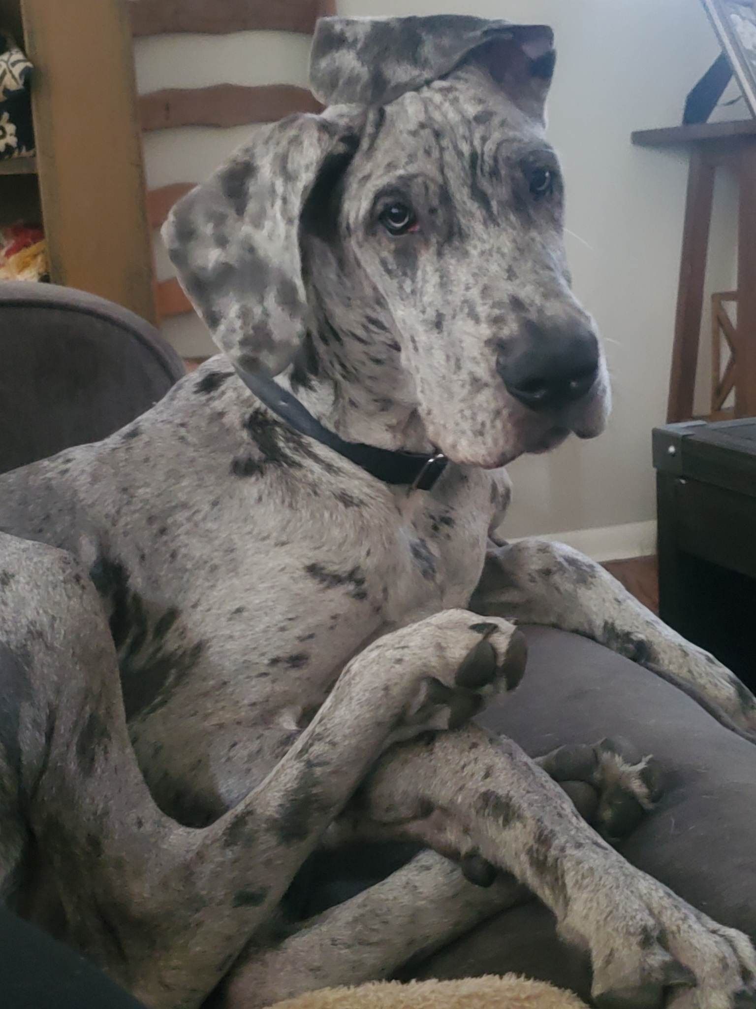 Spotted Great Dane lounging on a gray couch, wearing a black collar and looking alert.