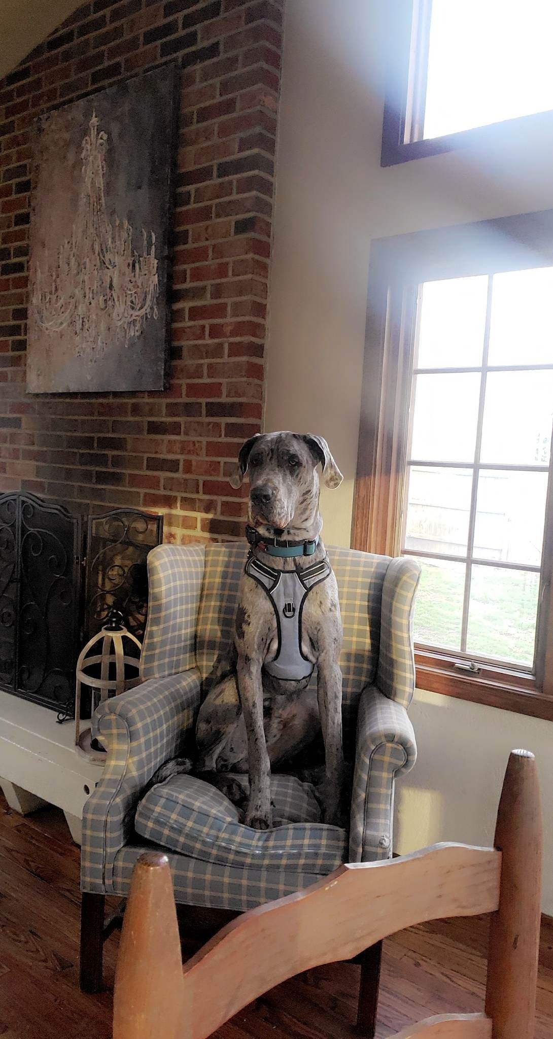 Dog statue sitting in a chair by a brick wall and bright window