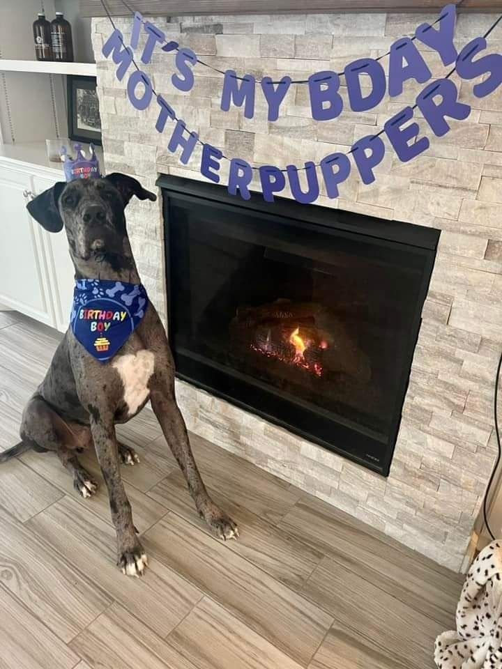 Dog in blue bandana by a fireplace under a “It’s my birthday motherpupper” banner.
