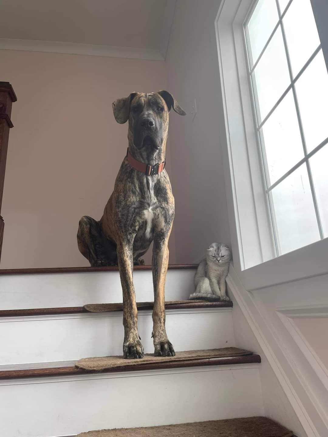 Large brindle dog standing on a staircase, with a small stuffed animal behind it by a window