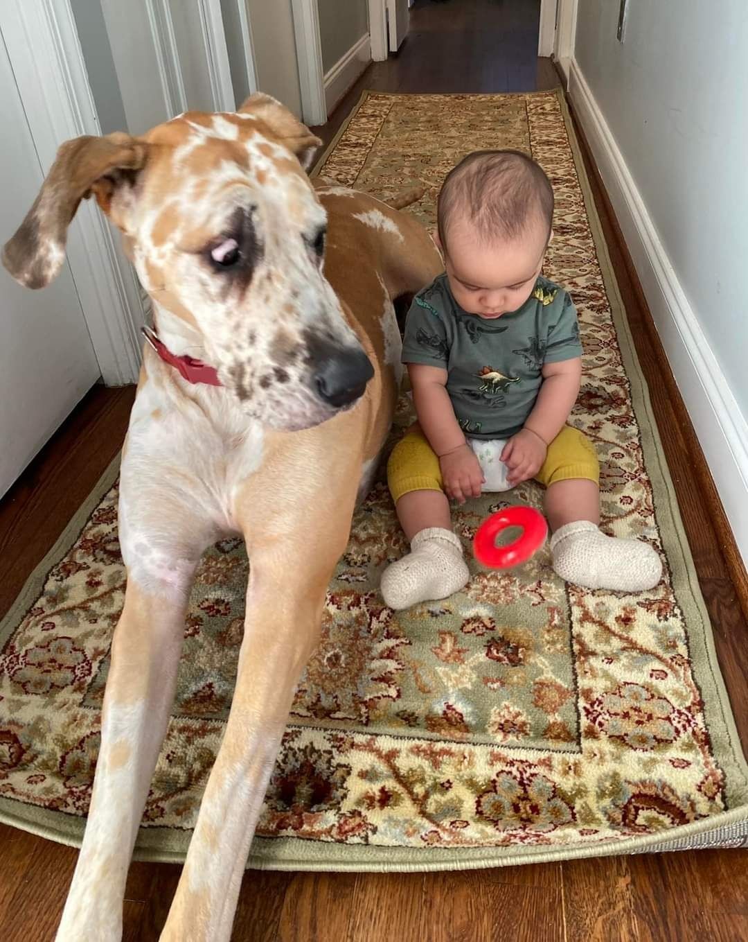 Large tan dog lying beside a seated baby on a patterned hallway rug, both facing forward.