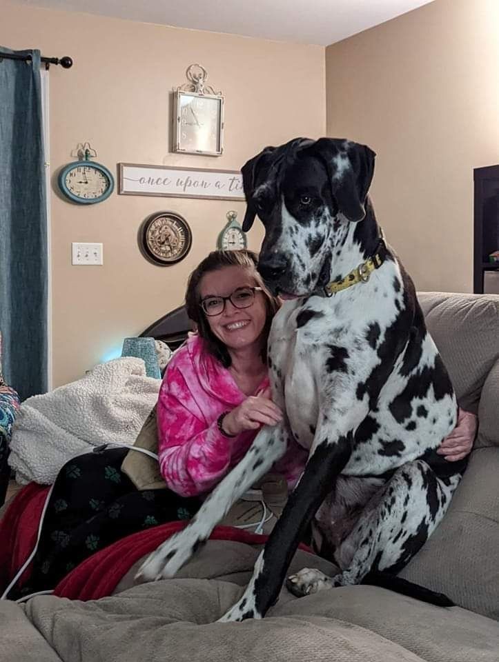 Woman in pink shirt smiling with a large black-and-white dog on a couch in a living room