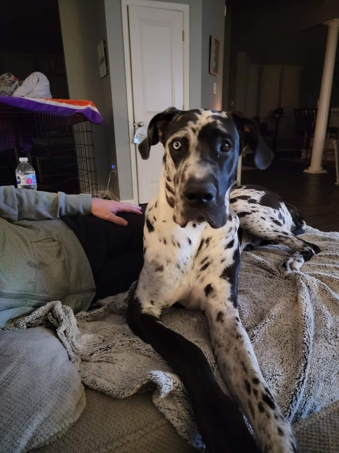 Spotted Great Dane sitting on a couch indoors, facing the camera with a relaxed expression.