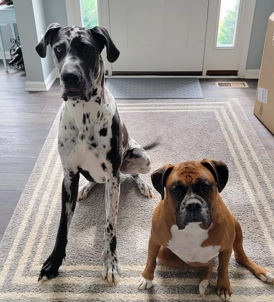 Two dogs sitting on a rug by a front door: a tall black-and-white spotted dog and a brown-and-white boxer.