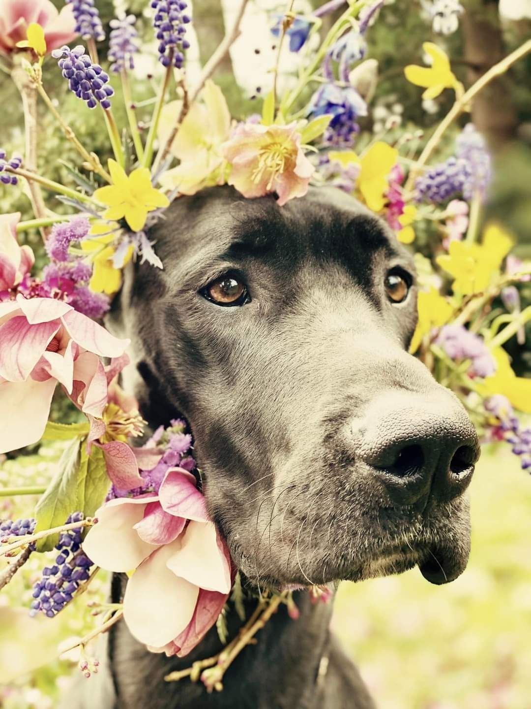 Dog wearing a colorful flower garland, looking alert against a soft floral background