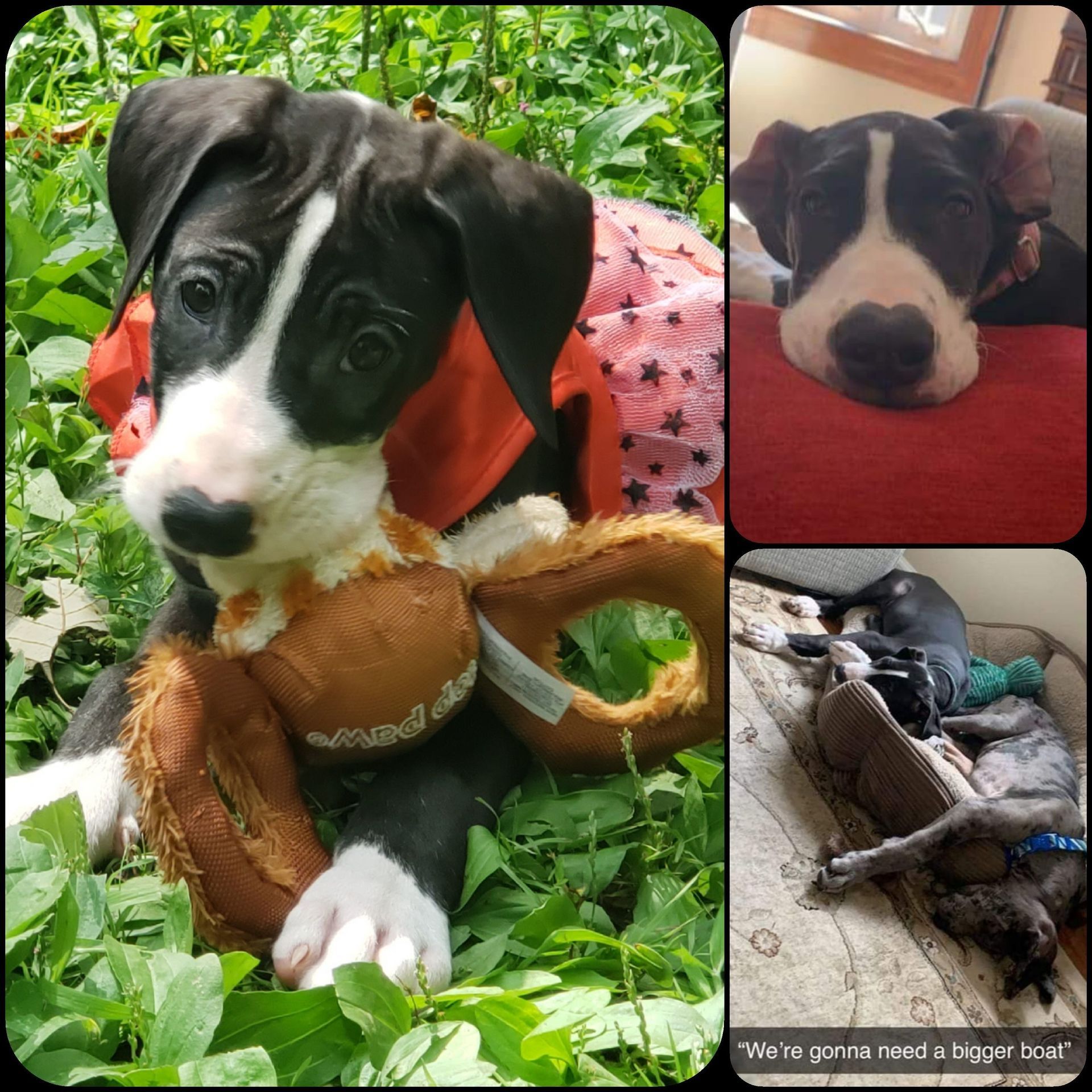 Collage of a black-and-white puppy with toys and a sleeping dog on a couch and floor.