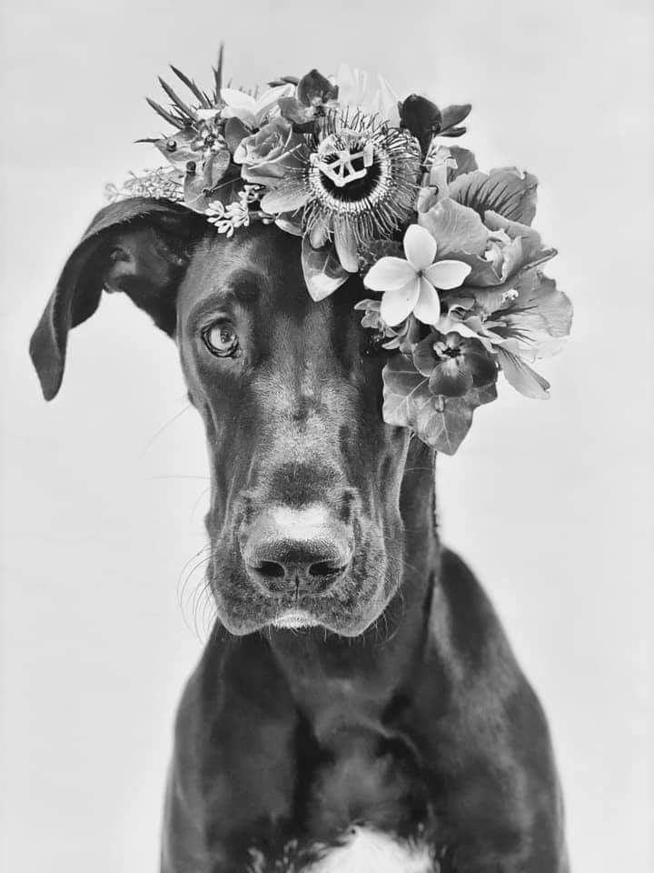 Black dog wearing a flower crown, facing forward against a light background.