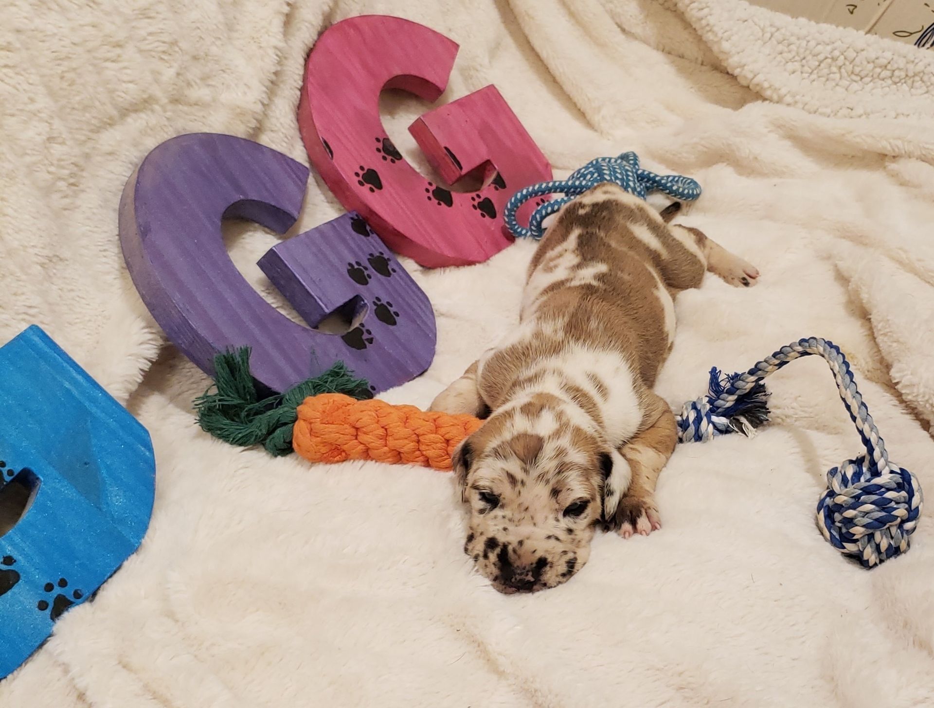 Brown-and-white puppy lying on a cream rug beside colorful rope toys and large letter blocks