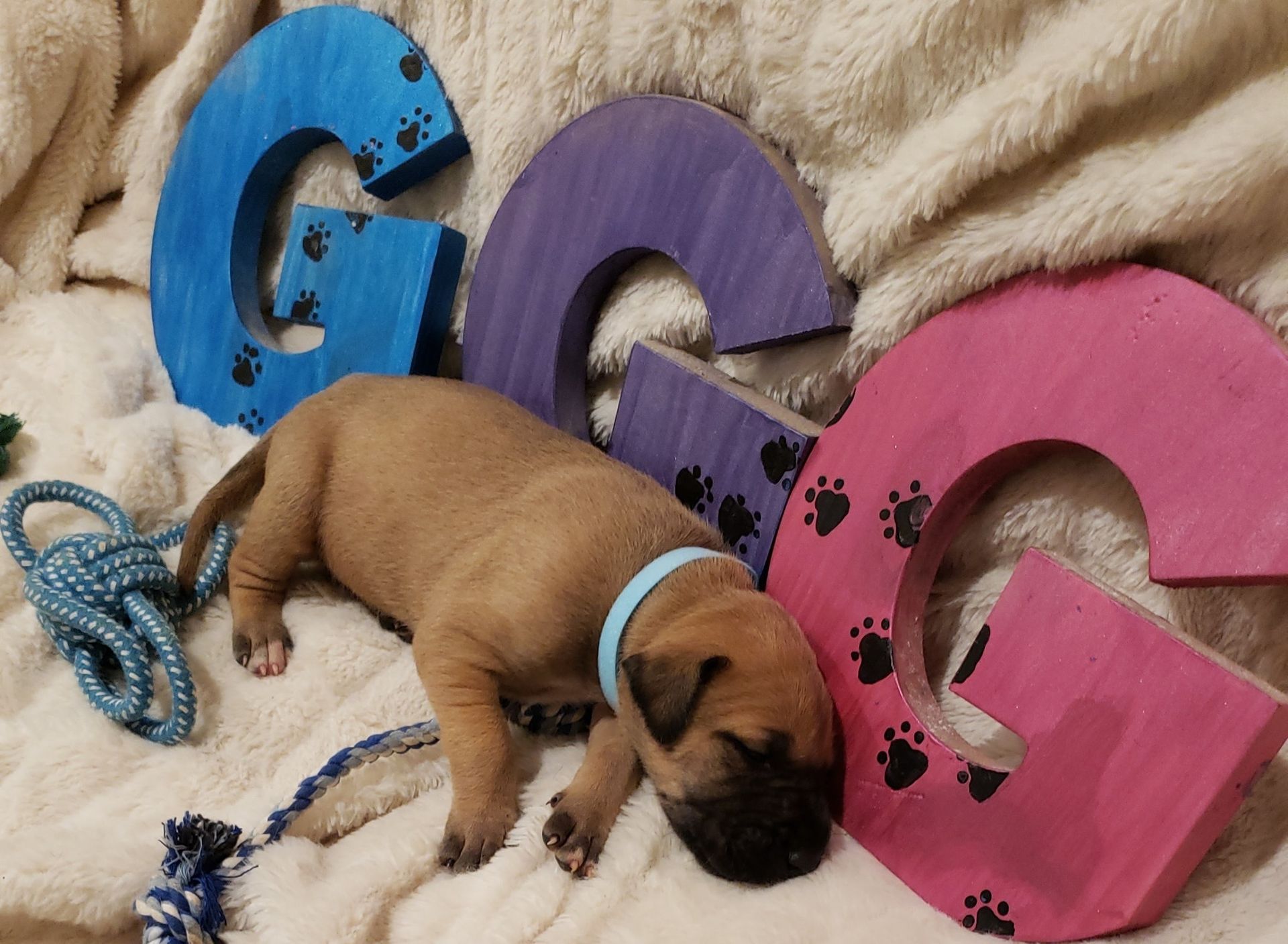 Small puppy sleeping beside blue, purple, and pink letters on a fuzzy blanket