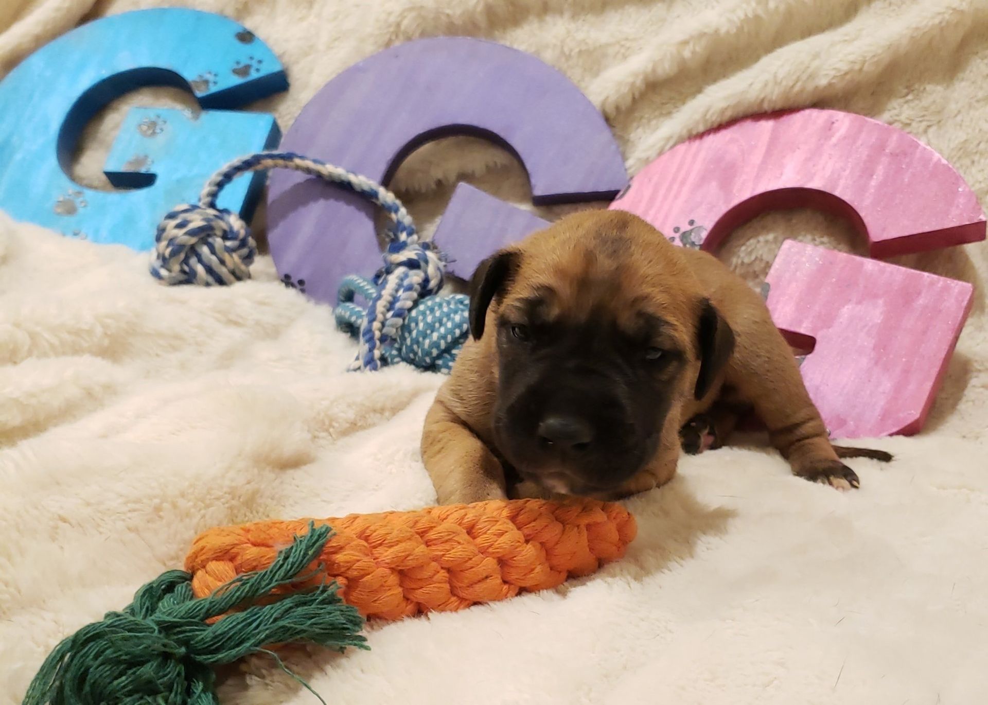 Small brown puppy lying on a soft blanket with colorful rope toys and wooden letters behind it