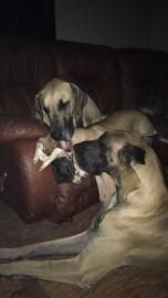 Two dogs on a couch gently playing with a toy in dim light