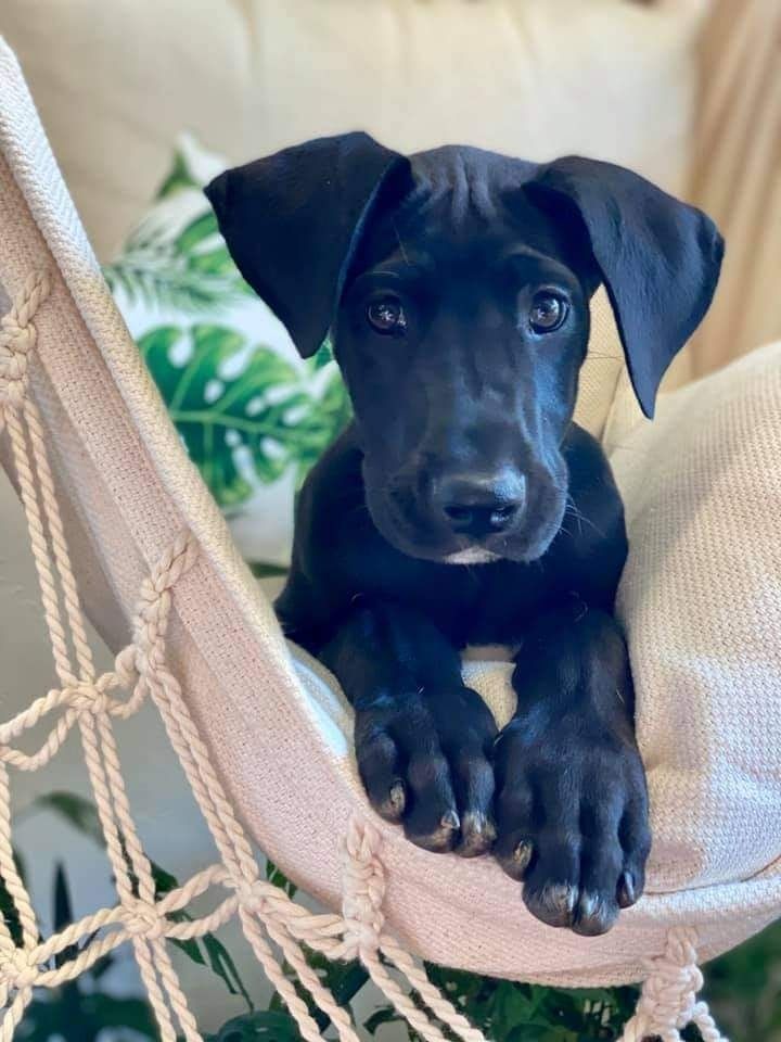 Black puppy resting in a cream hammock chair, looking at the camera