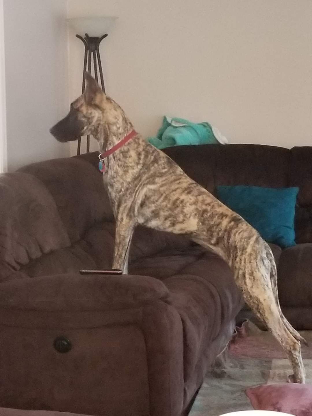 Brindle dog standing on a brown couch, looking out a window in a living room.