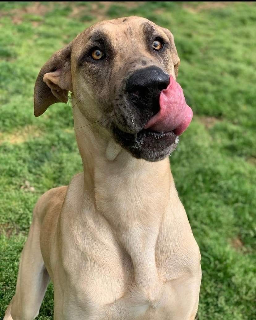 Tan dog with a black muzzle licking its nose on green grass.